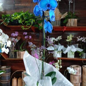 Orquídea phaleonopsis azul