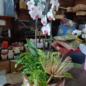 Bacia com orquídea e samambaia