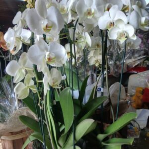 Carrossel orquídeas brancas