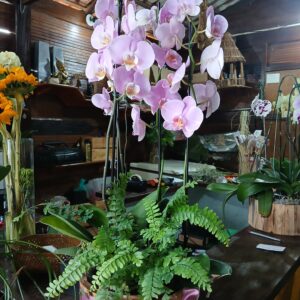 Bacia com 02 orquídeas